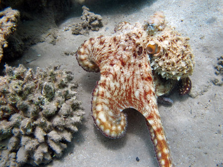 Big Blue Octopus (Octopus cyanea) Octopus. Big Blue Octopus on the Red Sea Reefs. The cyanea octopus, also known as the Big Blue Octopus or Day Octopus.の写真素材
