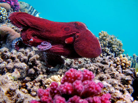 Big Blue Octopus (Octopus cyanea) Octopus. Big Blue Octopus on the Red Sea Reefs. The cyanea octopus, also known as the Big Blue Octopus or Day Octopus.の写真素材