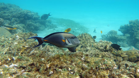 Sohal surgeonfish. Fish - a type of bone fish Osteichthyes. Fish-surgeons. Arabian surgeon.