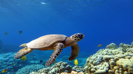 sea turtles. Great Reef Turtle .Bissa. Hawksbill sea turtle (CR species) Hawksbill Turtle -...