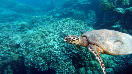 sea turtles. Great Reef Turtle .Bissa. Hawksbill sea turtle (CR species) Hawksbill Turtle - Eretmochelys imbricata.の写真素材