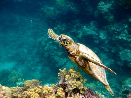 sea turtles. Great Reef Turtle .Bissa. Hawksbill sea turtle (CR species) Hawksbill Turtle - Eretmochelys imbricata.の写真素材