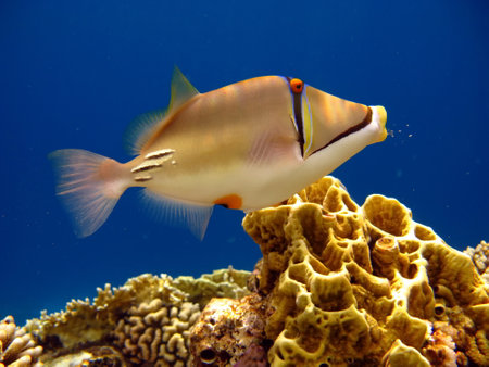 Picasso triggerfish. Fish - a type of bone fish Osteichthyes. Spine-horned (Balistidae) Rinecant...