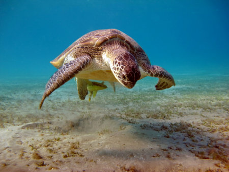 Big Green turtle on the reefs of the Red Sea. Green turtles are the largest of all sea turtles. A...