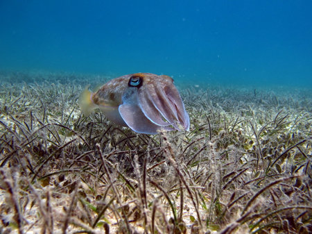 Sepia pharaonis. Mollusks, type of Mollusk. Head-footed mollusks. Cuttlefish squad. pharaoh cuttlefish.の写真素材