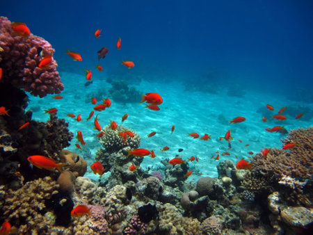 Underwater view of coral reef with shoal of tropical fish.の写真素材