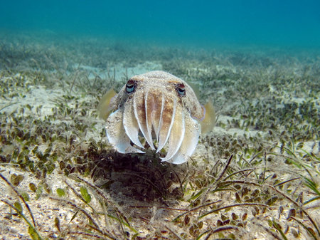 Sepia pharaonis. Mollusks, type of Mollusk. Head-footed mollusks. Cuttlefish squad. pharaoh cuttlefish.の写真素材