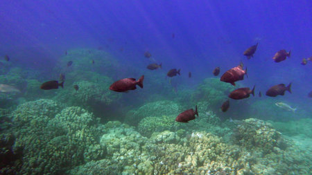 Underwater view of tropical coral reef with fishes and corals.