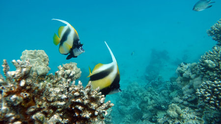 The underwater world of the Red Sea, coral reef and marine fishの写真素材