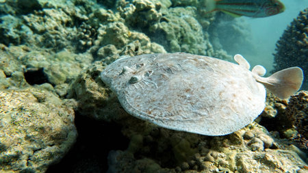 Stingray on the coral reef in the Red Sea, Egyptの写真素材