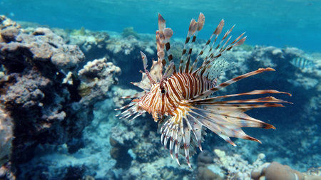 Lionfish (Pterois volitans) in the Red Sea