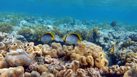 Underwater view of a tropical coral reef with fishes and corals