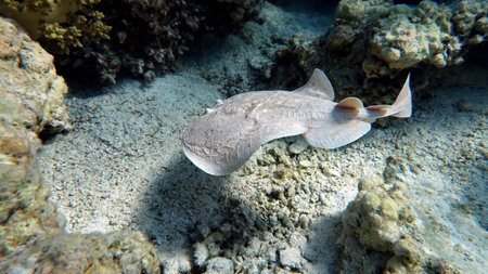 The underwater world of the red sea, coral reef and marine fish