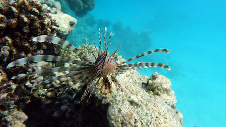 Lionfish (Pterois volitans) in the Red Sea