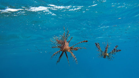 Lionfish swimming in the blue water of the Pacific Ocean.の写真素材