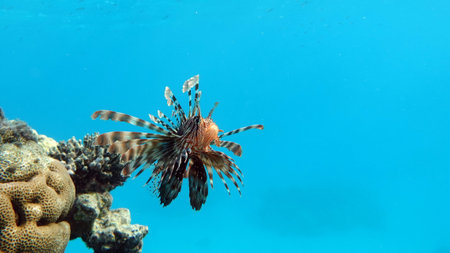Lionfish (Pterois volitans) in the Red Seaの写真素材
