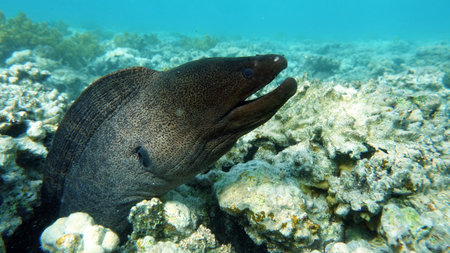 Moray eel (Gymnothorax europaeus)