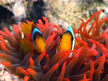 Clown anemonefish (Amphiprion ocellaris)の写真素材