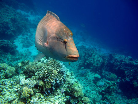 Coral reef with fish and marine life in the Red Sea. Egypt