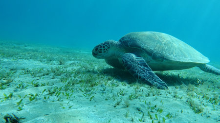 Green turtles are the largest of all sea turtles. A typical adult is 3 to 4 feet long and weighs between 300 and 350 pounds.の写真素材