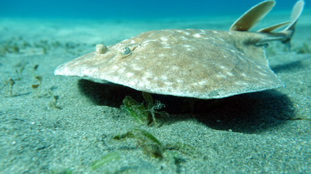 A stingray in the Red Sea. Egypt. Shallow depth of field.の写真素材