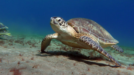 Green turtles are the largest of all sea turtles. A typical adult is 3 to 4 feet long and weighs between 300 and 350 pounds.の写真素材