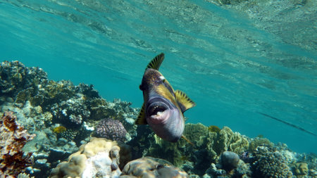 Coral reef and fish in the Red Sea. Egypt. Sharm El Sheikh