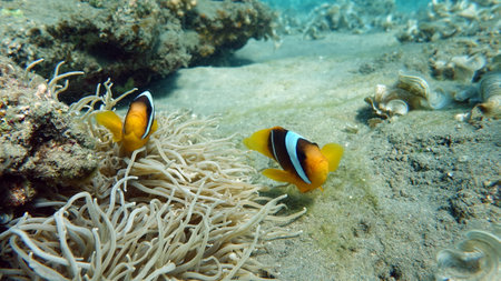 Clown anemonefish (Amphiprion bicolor) in the Red Seaの写真素材