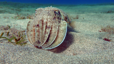 Common cuttlefish (Sepia vulgaris) on the seabed