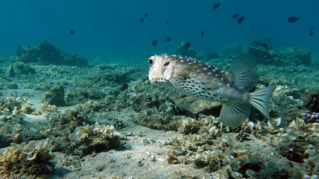 Spotted puffer fish (Puffer puffer) in the seaの写真素材