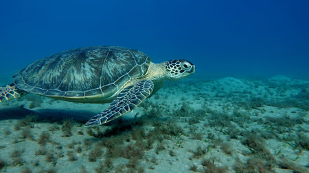 Green turtles are the largest of all sea turtles. A typical adult is 3 to 4 feet long and weighs...