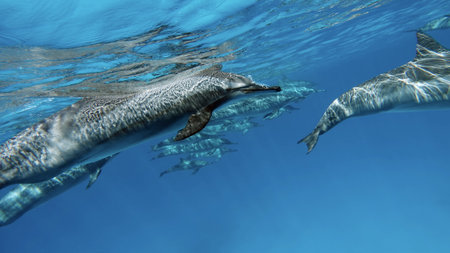 Dolphins. spinner dolphins. Stenella longirostris is a small dolphin that lives in tropical coastal waters around the world.の写真素材