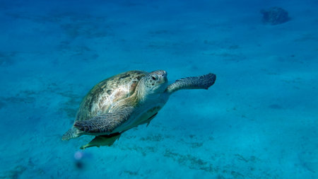 Green turtles are the largest of all sea turtles. A typical adult is 3 to 4 feet long and weighs between 300 and 350 pounds.の写真素材