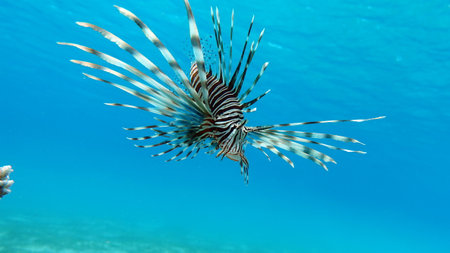 Lionfish (Pterois miles) in the Red Seaの写真素材