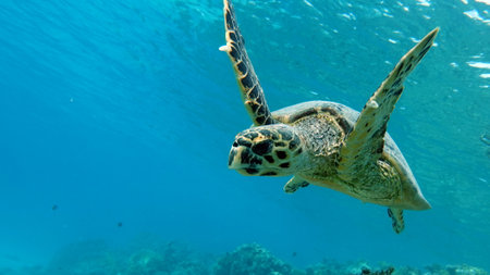 Green sea turtle swimming in the blue waters of the Pacific Ocean.の写真素材