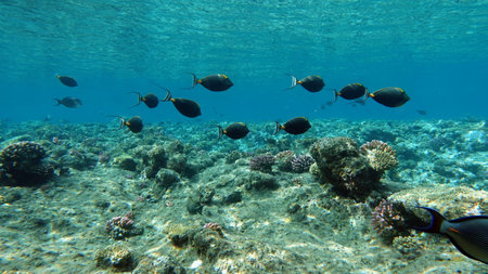 Coral reef with fish at Similan national park, Thailand.