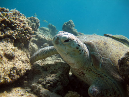 Green turtles are the largest of all sea turtles. A typical adult is 3 to 4 feet long and weighs between 300 and 350 pounds.の写真素材