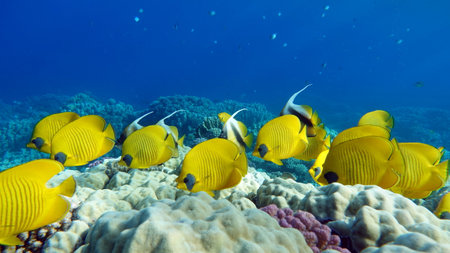 Tropical fish on a coral reef in the Red Sea.の写真素材