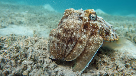 Common cuttlefish (Octopus vulgaris) on the seabedの写真素材