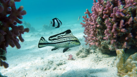The underwater world of the red sea, coral reef and marine fish