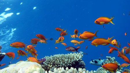 Underwater view of coral reef with fishes and corals in Red Sea