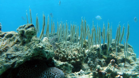 Underwater view of the coral reef with fish and corals.