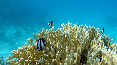 Coral reef and fish in the Red Sea, Eilat Israel