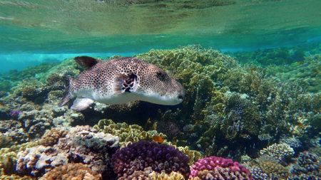 Underwater view of a Hawaiian puffer fish swimming in coral reef