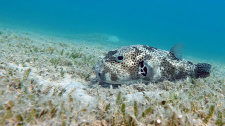 Puffer fish on the seabed of the Caribbean Sea.の写真素材