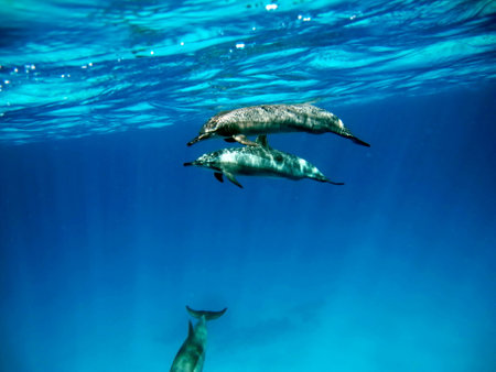 Penguins swimming in the blue water of the Atlantic Ocean.