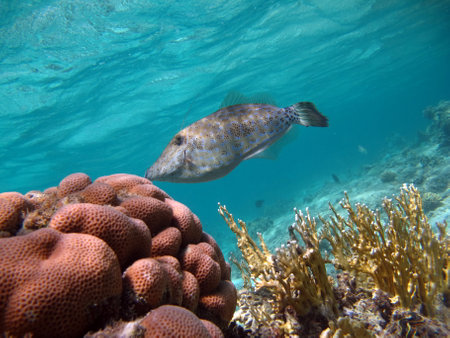 Underwater view of a tropical coral reef with a fish in the foregroundの写真素材