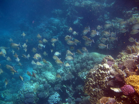Colorful tropical fish on a coral reef, amazingly beautiful fairy world. In the coral gardens of the...