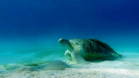 Green turtles are the largest of all sea turtles. A typical adult is 3 to 4 feet long and weighs...