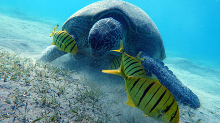 Green sea turtle eating fish on the seabed of the ocean